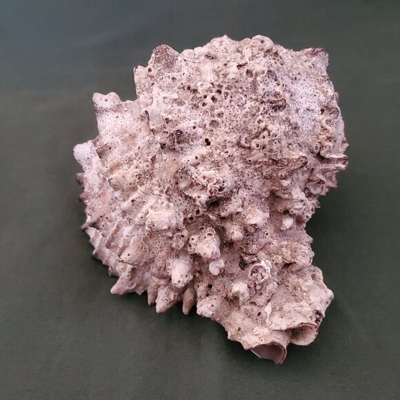 Extra Large Sandy Sea Shell with Wide Mouthed Spikey Conch - Picture 6 of 12